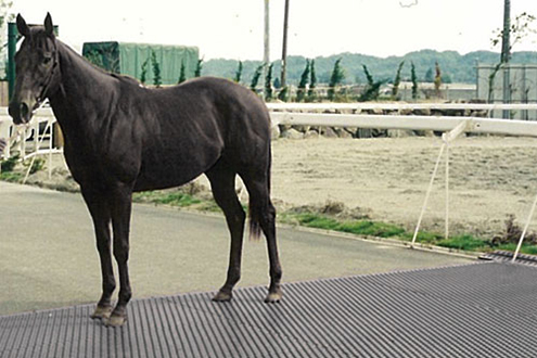 競走馬用ラバーマット「ロードマット」